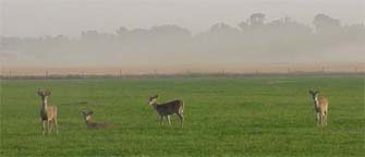 Deer Gallatin Valley