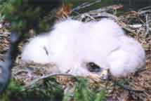 Nesting Golden Eagles