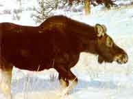 Moose Yellowstone National Park