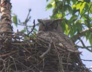 Great Horned Owl