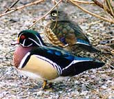 Woodducks