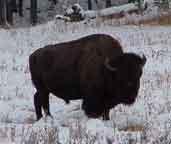 Buffalo Yellowstone National Park