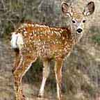 Montana Wildlife Fawn