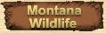 Click here to view the Wonders of Montana Wildlife!