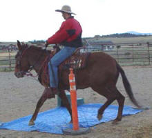 Fernando works with Tess