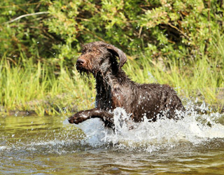 German Wirehaired Pointer, GWP - Yeti Rambler - Wind River Outpost